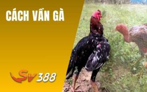 Cách Vần Gà