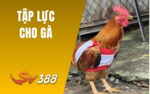 Tập Lực Cho Gà